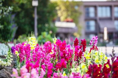 Exterior View of the Sophie Station Suites with the garden