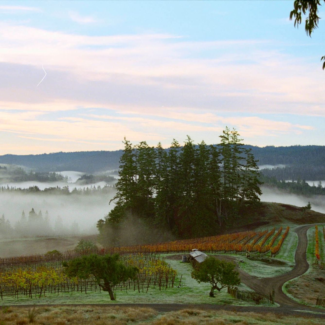 Distance view of misty vineyard & mountains near Umstead Hotel and Spa