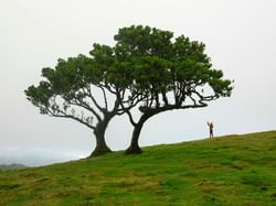 Levada Ribeiro Frio - Portela