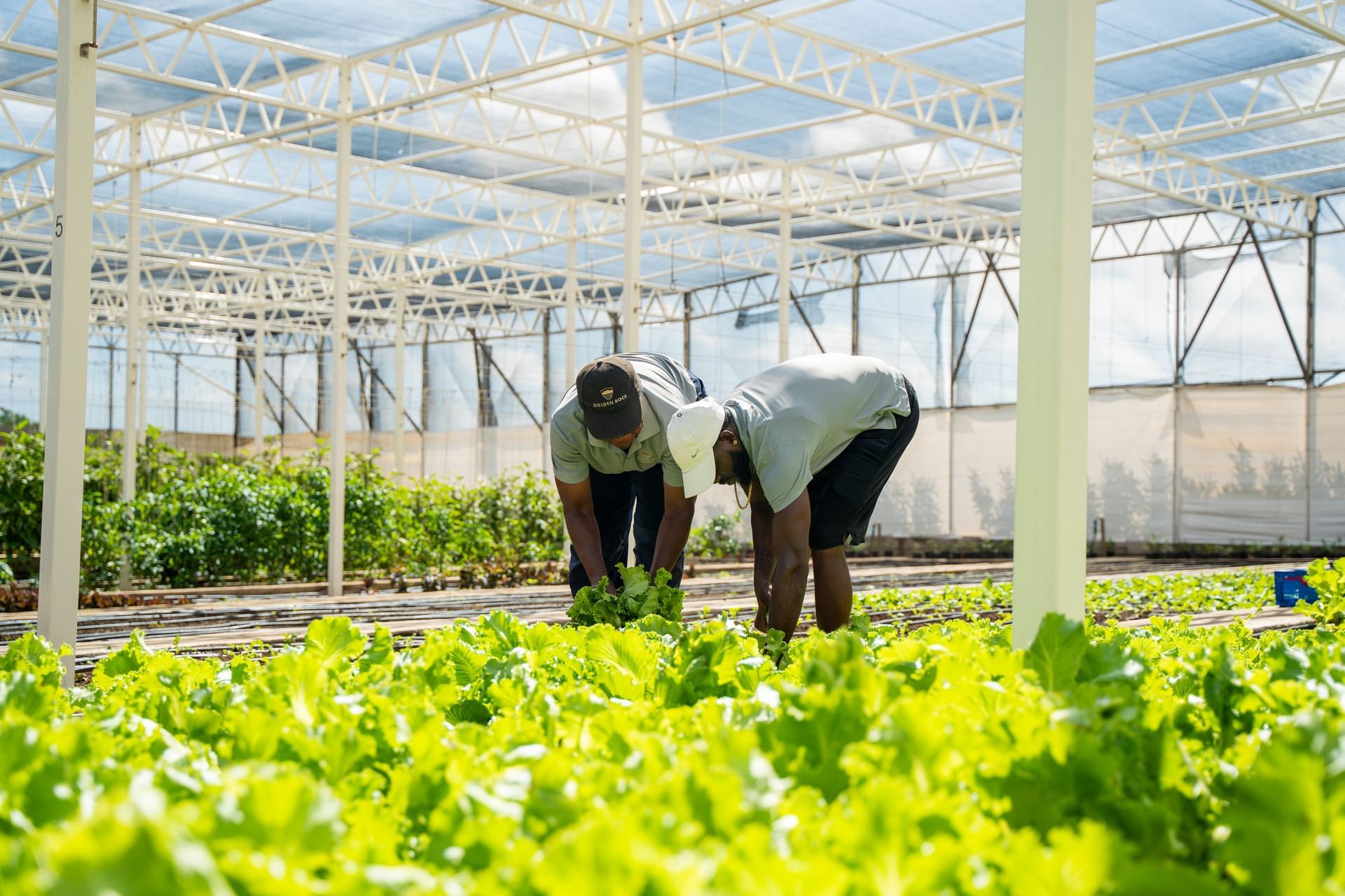 Farmers harvesting fresh green lettuce inside a large, light-filled greenhouse garden at Golden Rock Resort