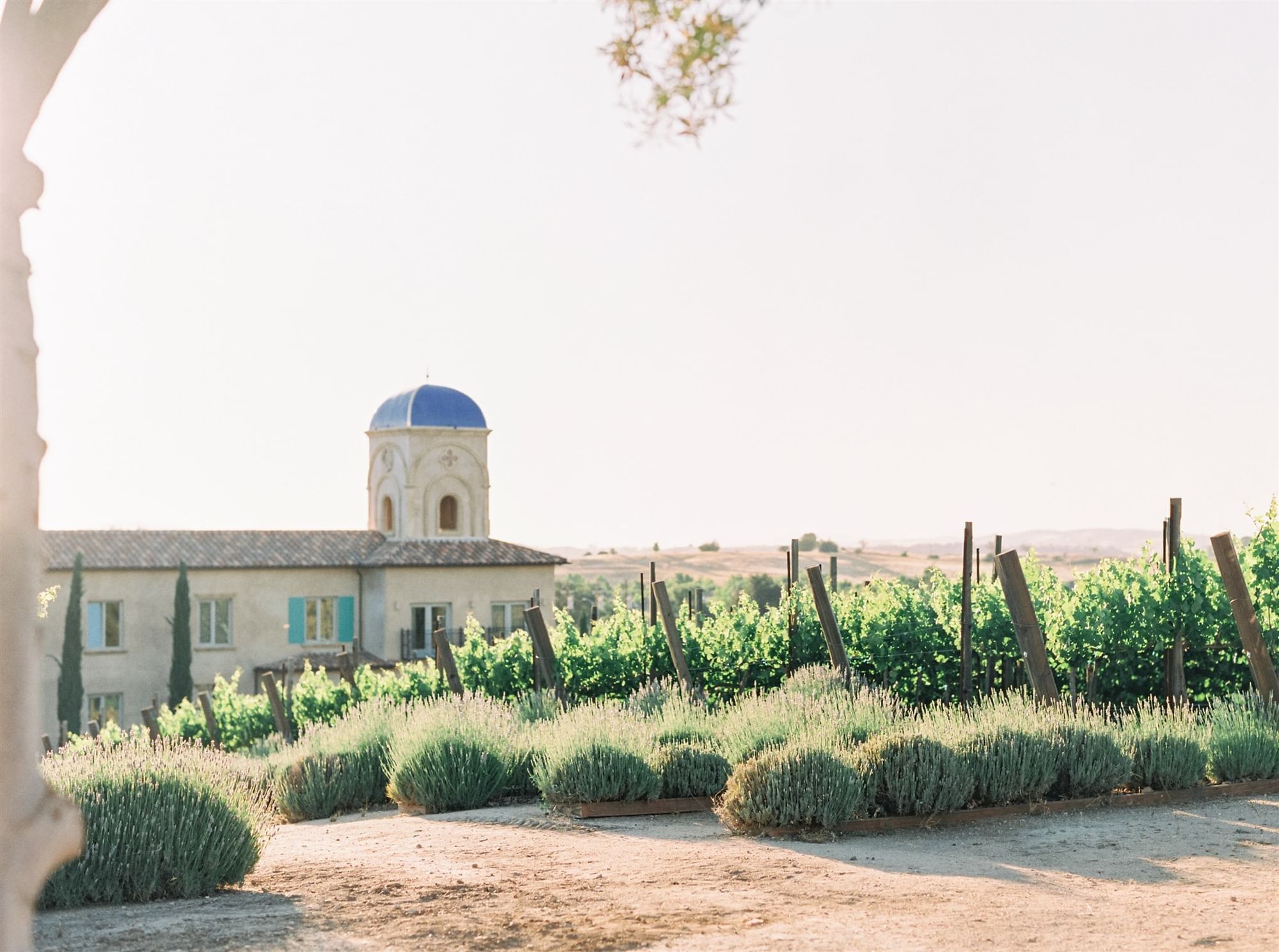Lorem ipsum A tree and wine vineyard with hotel in the distance