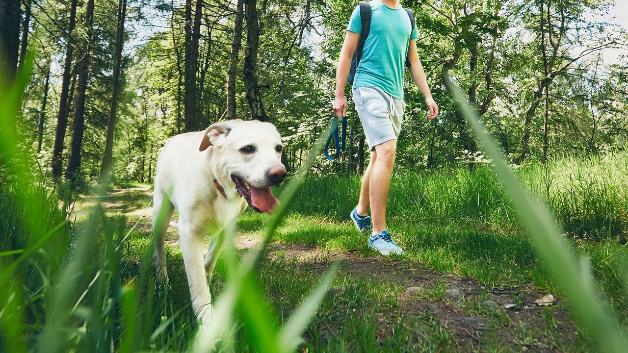 dog walking in the woods