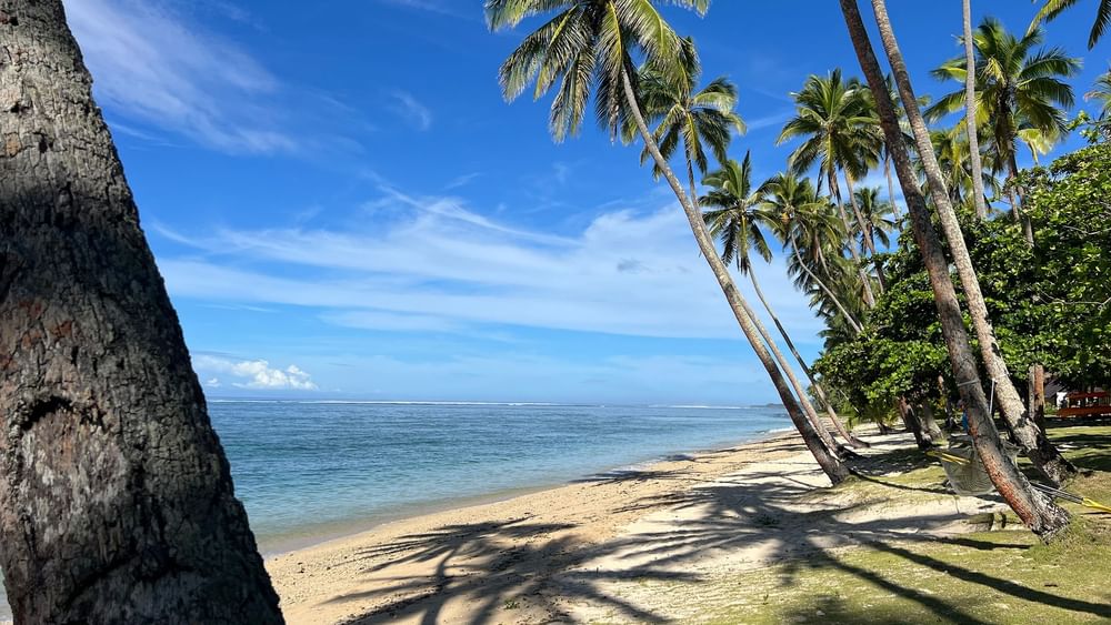 Sandy beach with palm trees and clear blue water at Tambua Sands Beach Resort in Sigatoka.