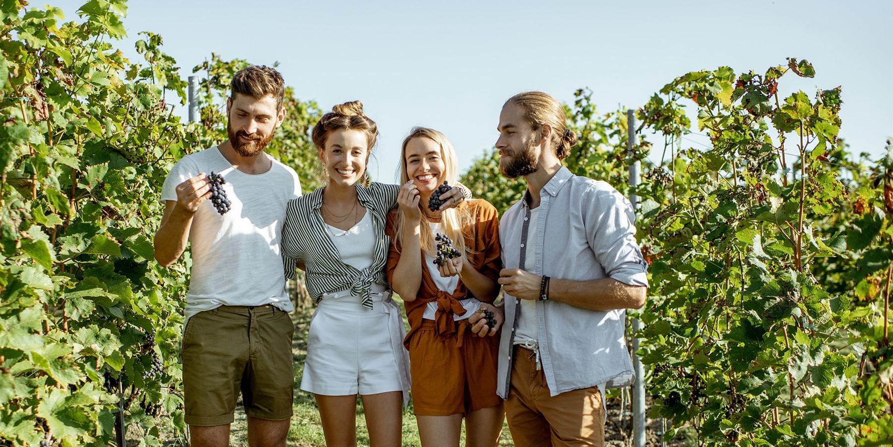 Group of four people standing in a vineyard, smiling and holding bunches of grapes near Coast Penticton Hotel