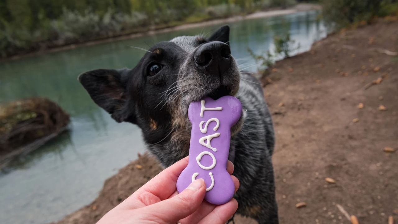 A person gives a dog a treat during a day trip from Canmore.