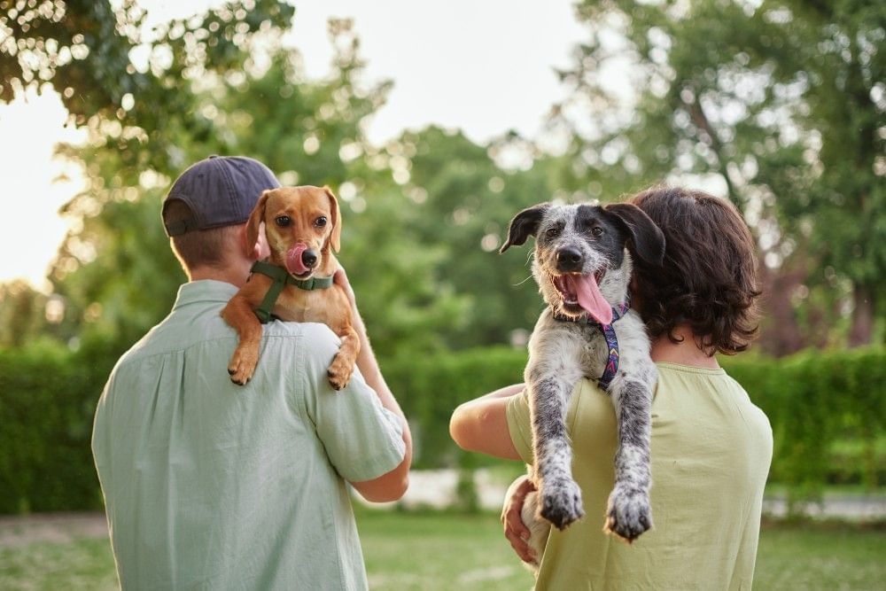 Two people with their backs to the camera carry two dogs over their shoulders, both with their tongues out happily.