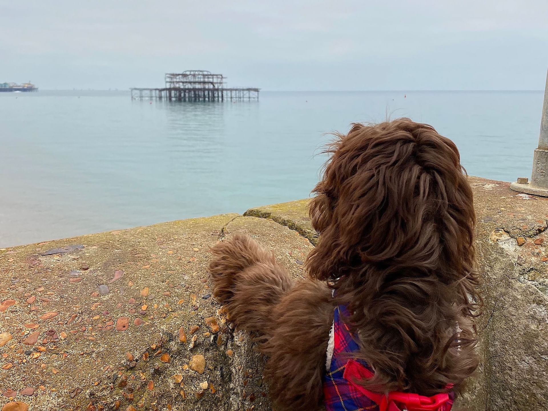 can you take dogs to brighton beach