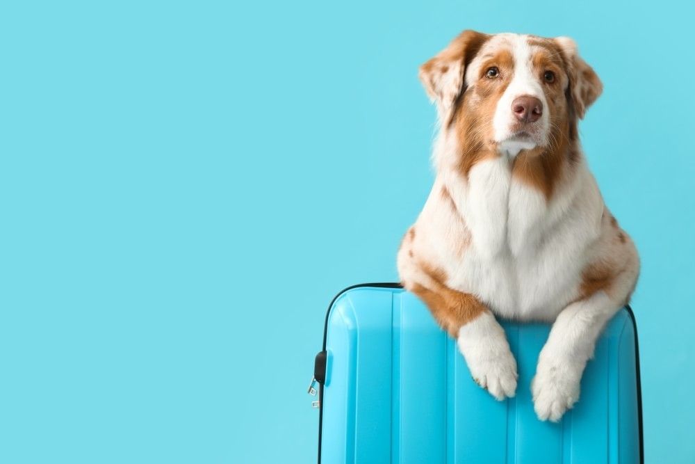 A brown and white Australian Shepherd leans on a bright blue suitcase against a matching blue backdrop.