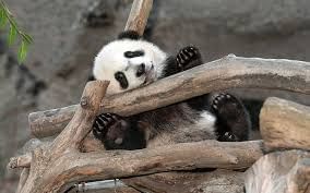 Panda in Sandiego Zoo near Inn by the Sea at La Jolla