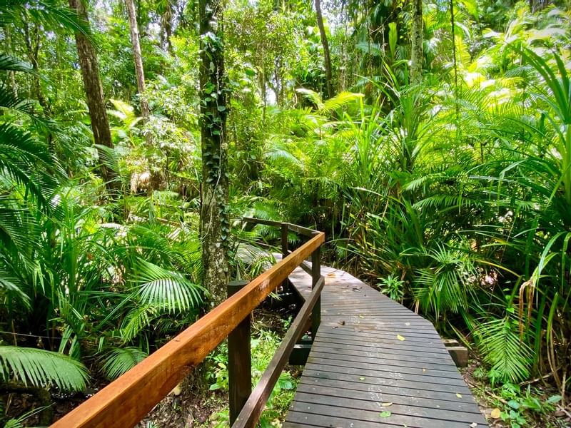 Walking track through rainforest