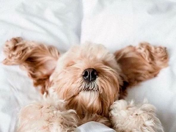 Yorkshire Terrier laying on a bed at Dream Downtown NYC