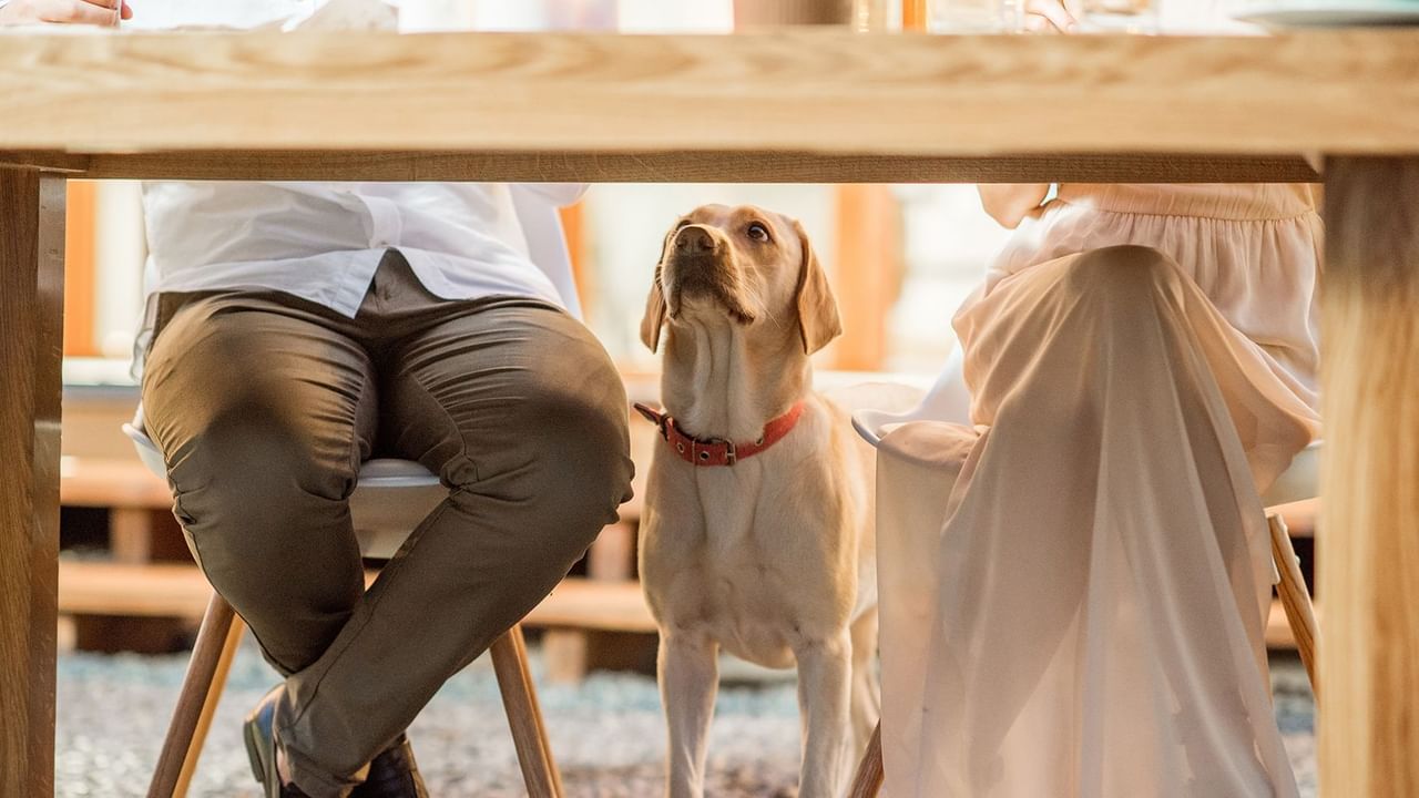 Dog sitting under a table