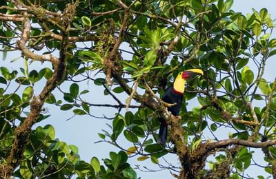 observacion de tucanes desde parque nacional