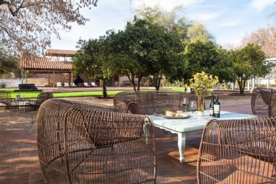 Woven chairs by a table under a canopy of citrus trees in Ensamblaje Restaurant, at NOI Blend Colchagua, Valley, Chile