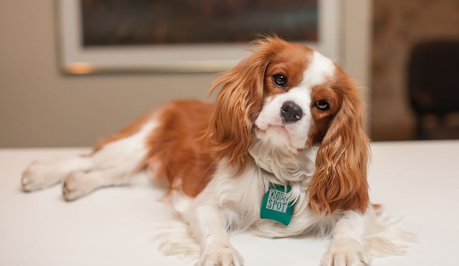Image of a dog resting on a bed at White Mountain Hotel