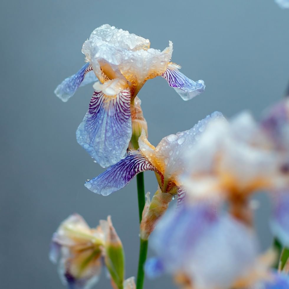 Iridescent irises with dew at CRYSTAL GARDEN.