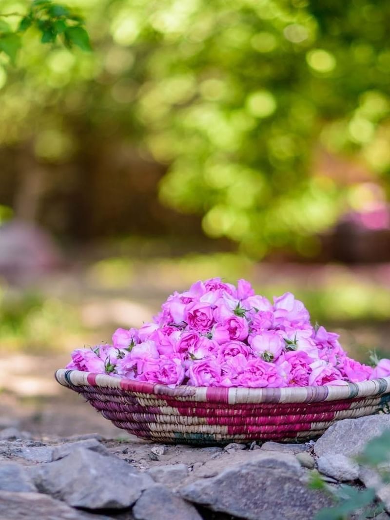 Woven basket filled with pink roses by grey rocks under a canopy of green leaves near Warwick Al Taif Hotel