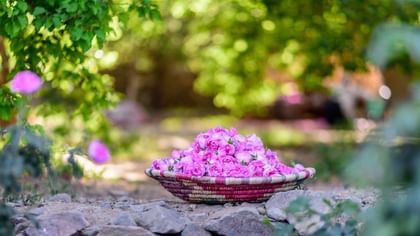 Woven basket filled with pink roses by grey rocks under a canopy of green leaves near Warwick Al Taif Hotel