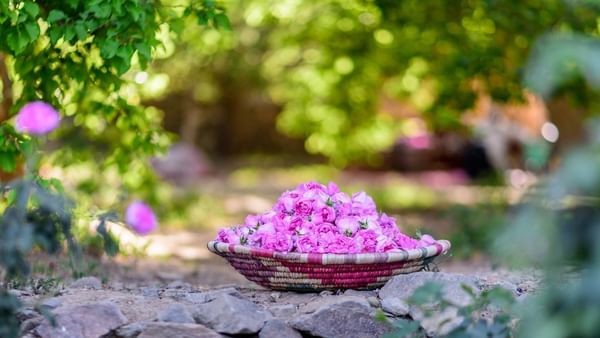 Woven basket filled with pink roses by grey rocks under a canopy of green leaves near Warwick Al Taif Hotel