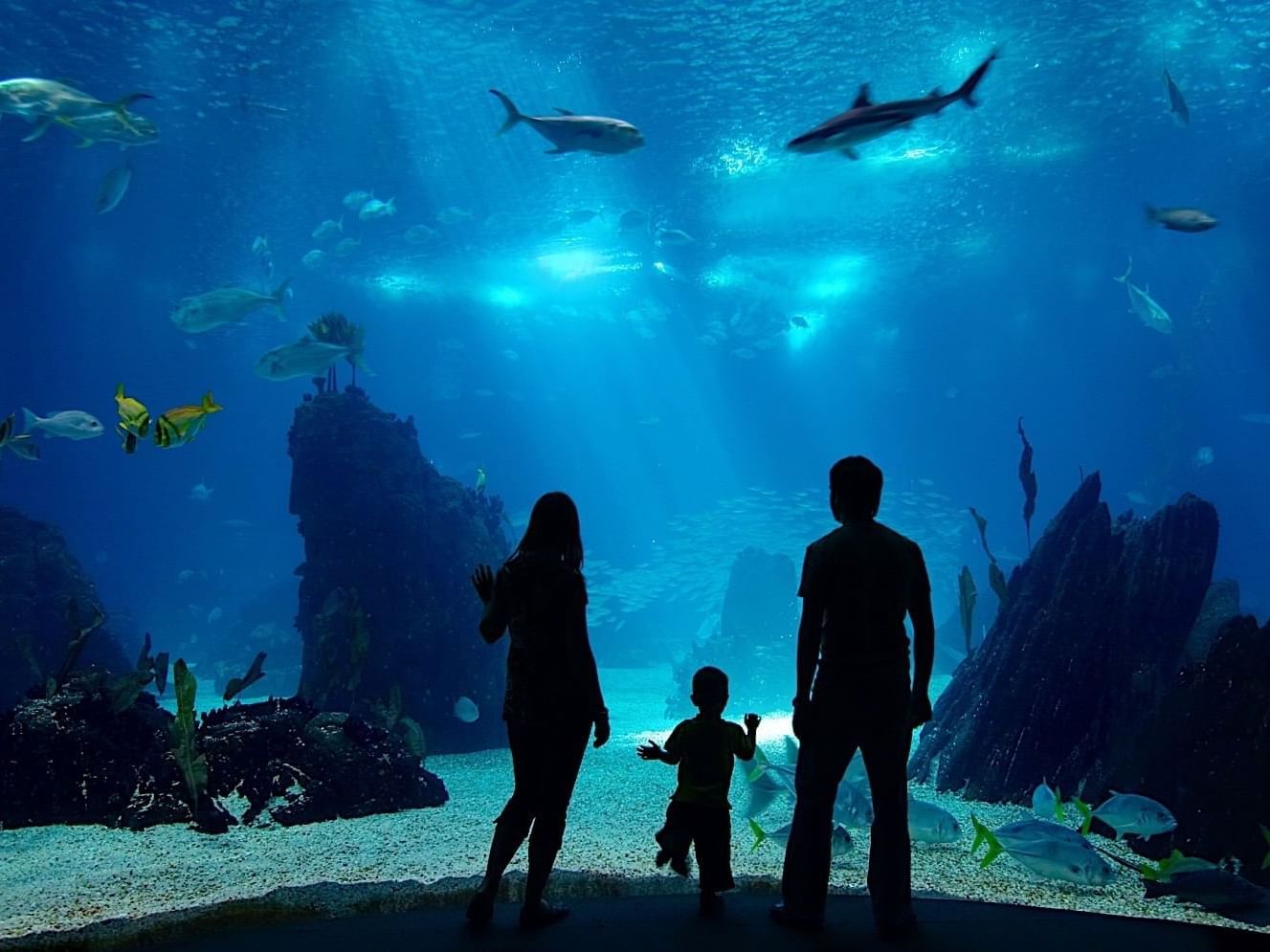 A mother, father, and son staring into an aquarium tank