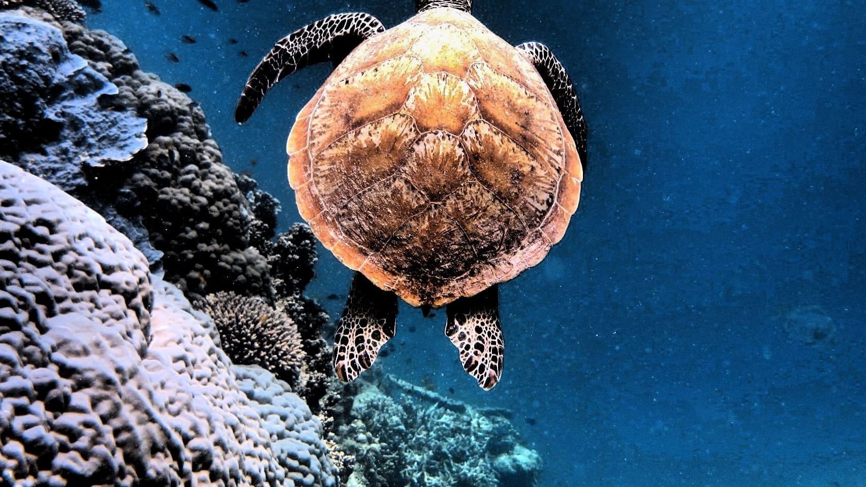 Turtle swimming in the sea near Heron Island Resort