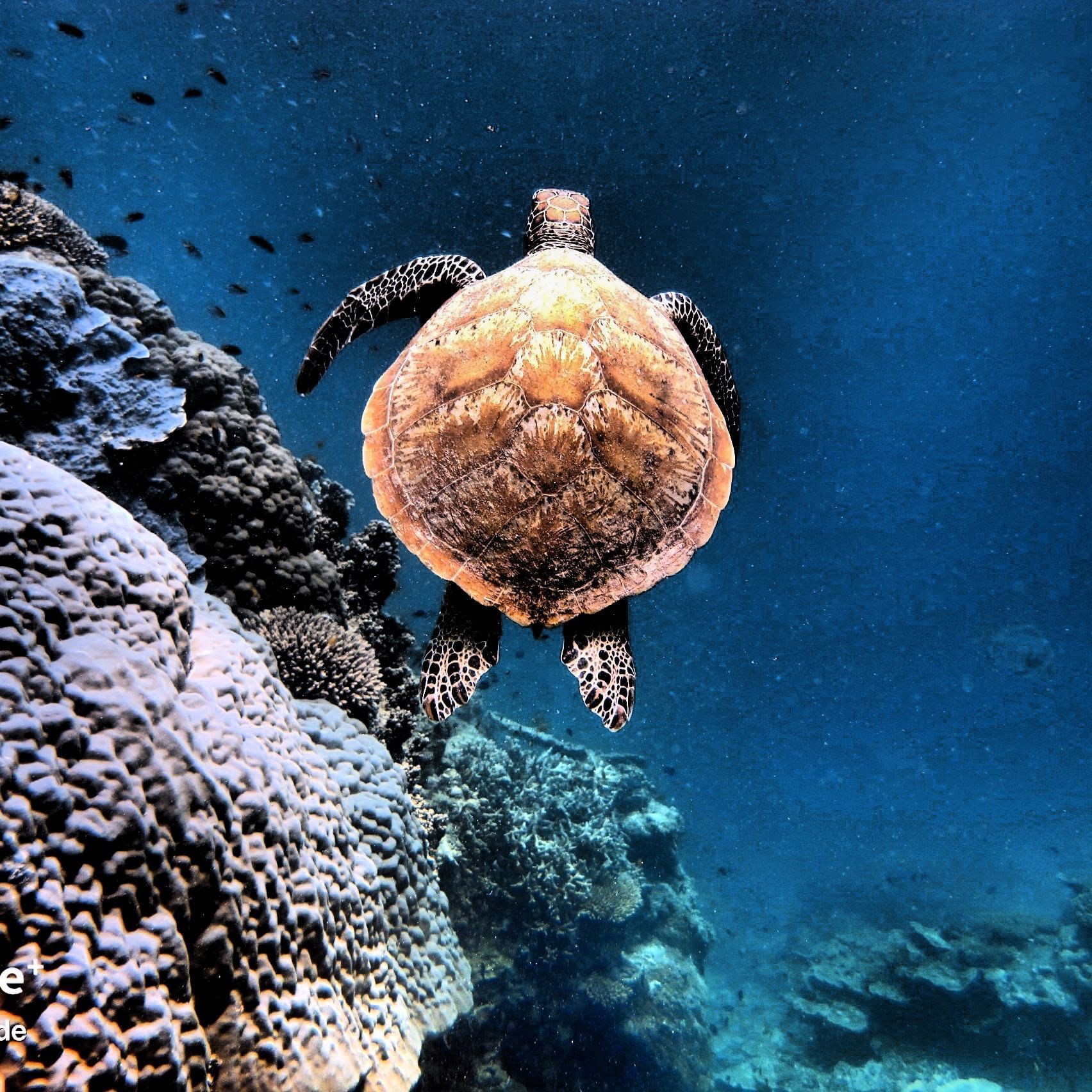Turtle swimming in the sea near Heron Island Resort