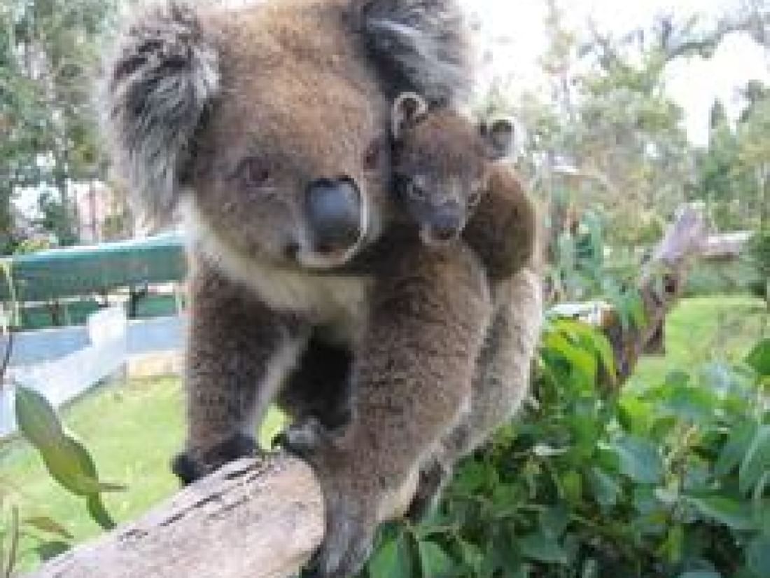 The Sebel Mandurah - Peel Zoo