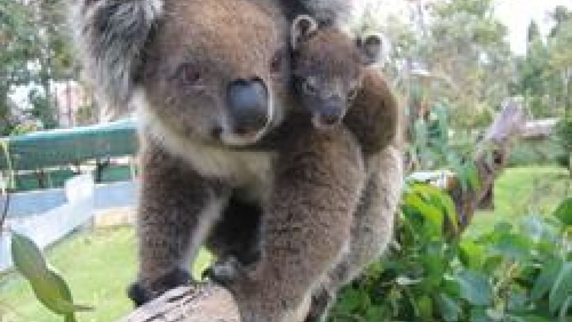 The Sebel Mandurah - Peel Zoo