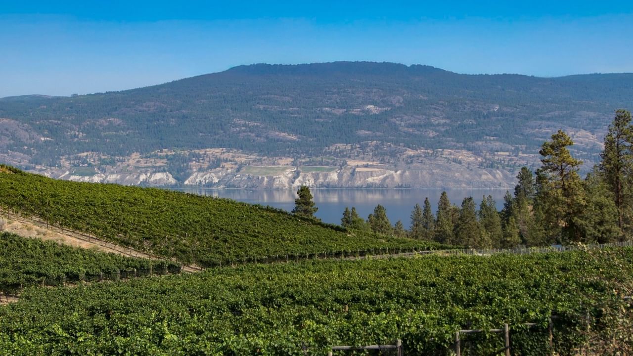 Scenic vineyard with lush green fields, a lake, and mountain ranges in the background.