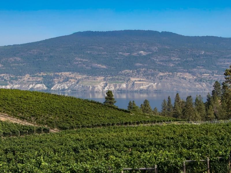 Scenic vineyard with lush green fields, a lake, and mountain ranges in the background.