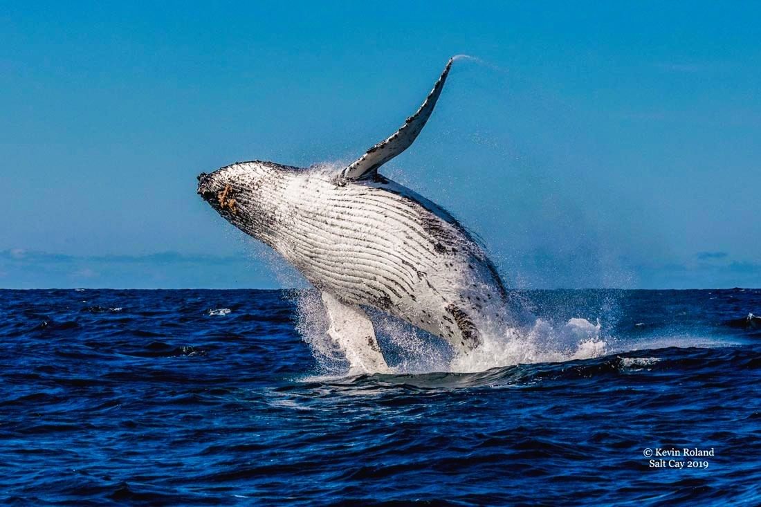 Whale=watching at Salt Cay, Turks & Caicos