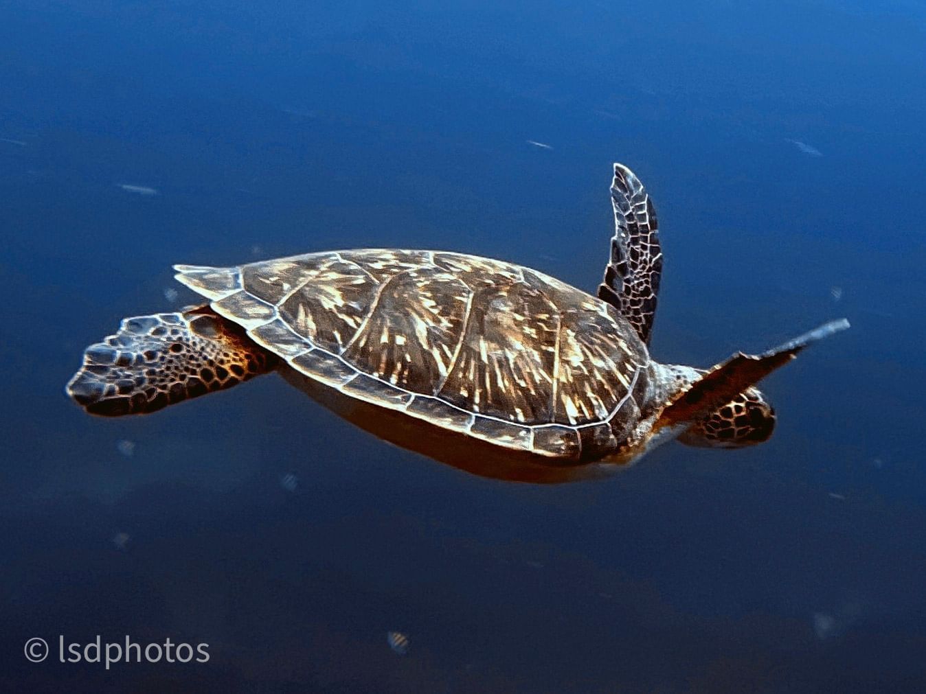 Sea turtle swimming through calm blue waters, showcasing its intricate shell pattern near Bay Gardens Hotels and Resorts
