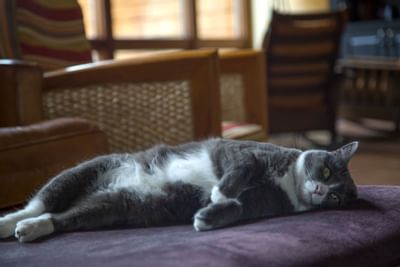 A cat lying down on the couch at Alderbrook Resort
