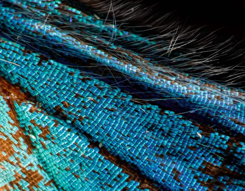 Macro of blue butterfly wing scales by fine white hairs at the Hotel Chan-kah Resort Village