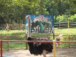ostrich farm in port dickson