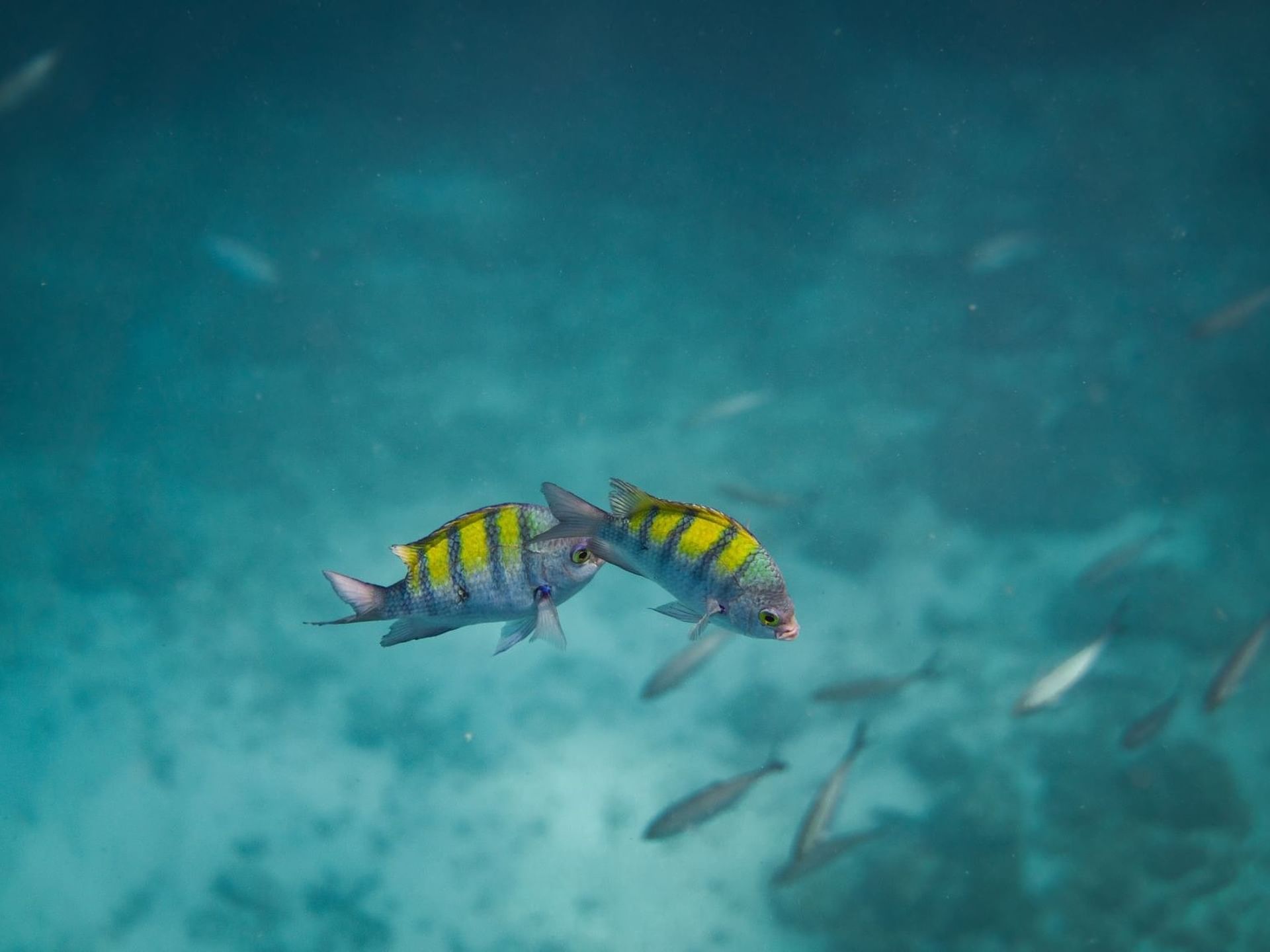 Sergeant major captured under water near Cala de Mar Resort