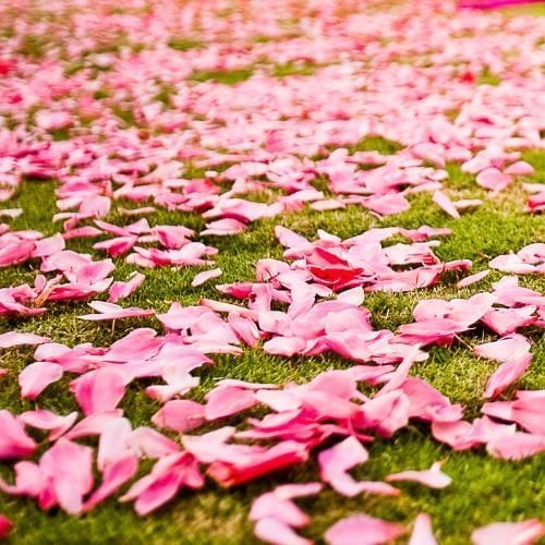 Throwing petals, a popular Indian wedding tradition