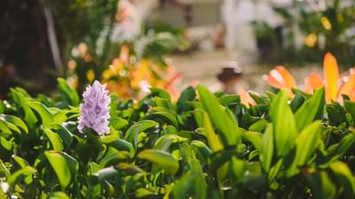 Purple water hyacinth flower blooming among lush green leaves surrounding the blurred veranda at Hotel Montana Haiti