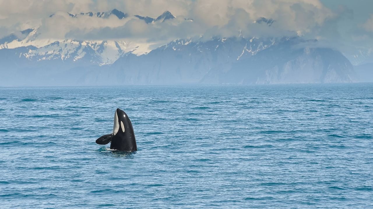 Whale jutting out of water with a mountainous background
