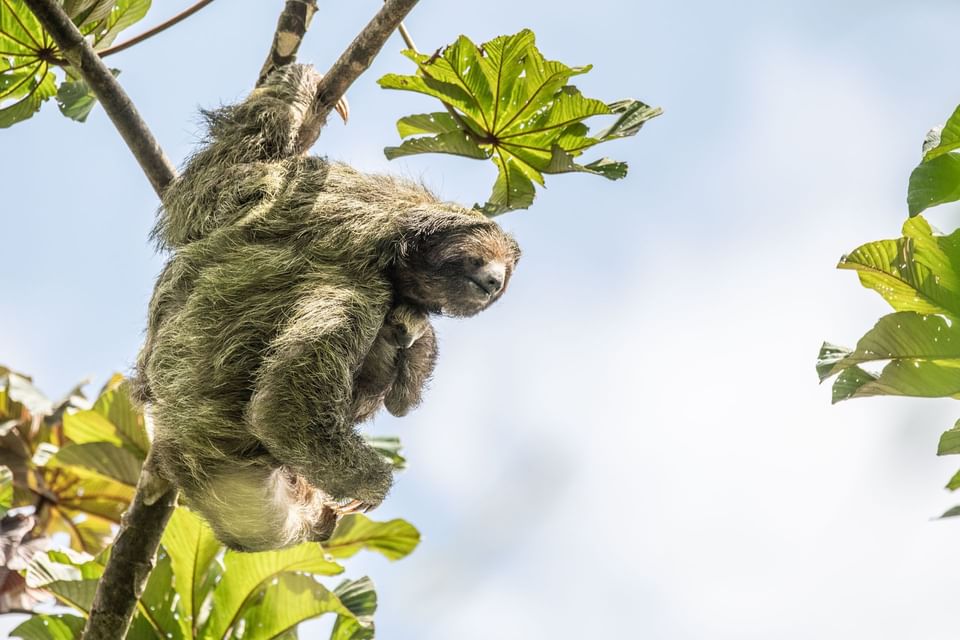 Sloth captured hanging on a tree near Hideaway Rio Celeste