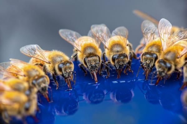 How do bees drink featuring a swarm of bees drinking water together