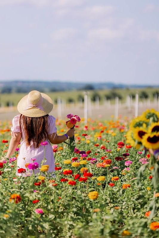 A woman in a light pink dress and straw hat holds a bunch of flowers while strolling through a field of colorful zinnias.