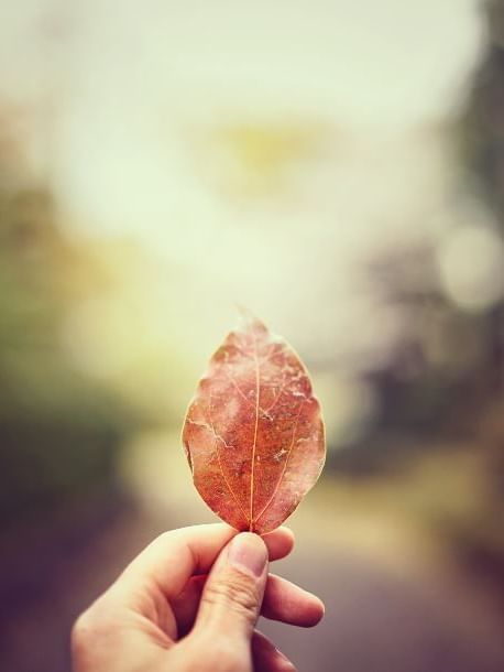 Man holding leaf at the Sebel Residence Chatswood