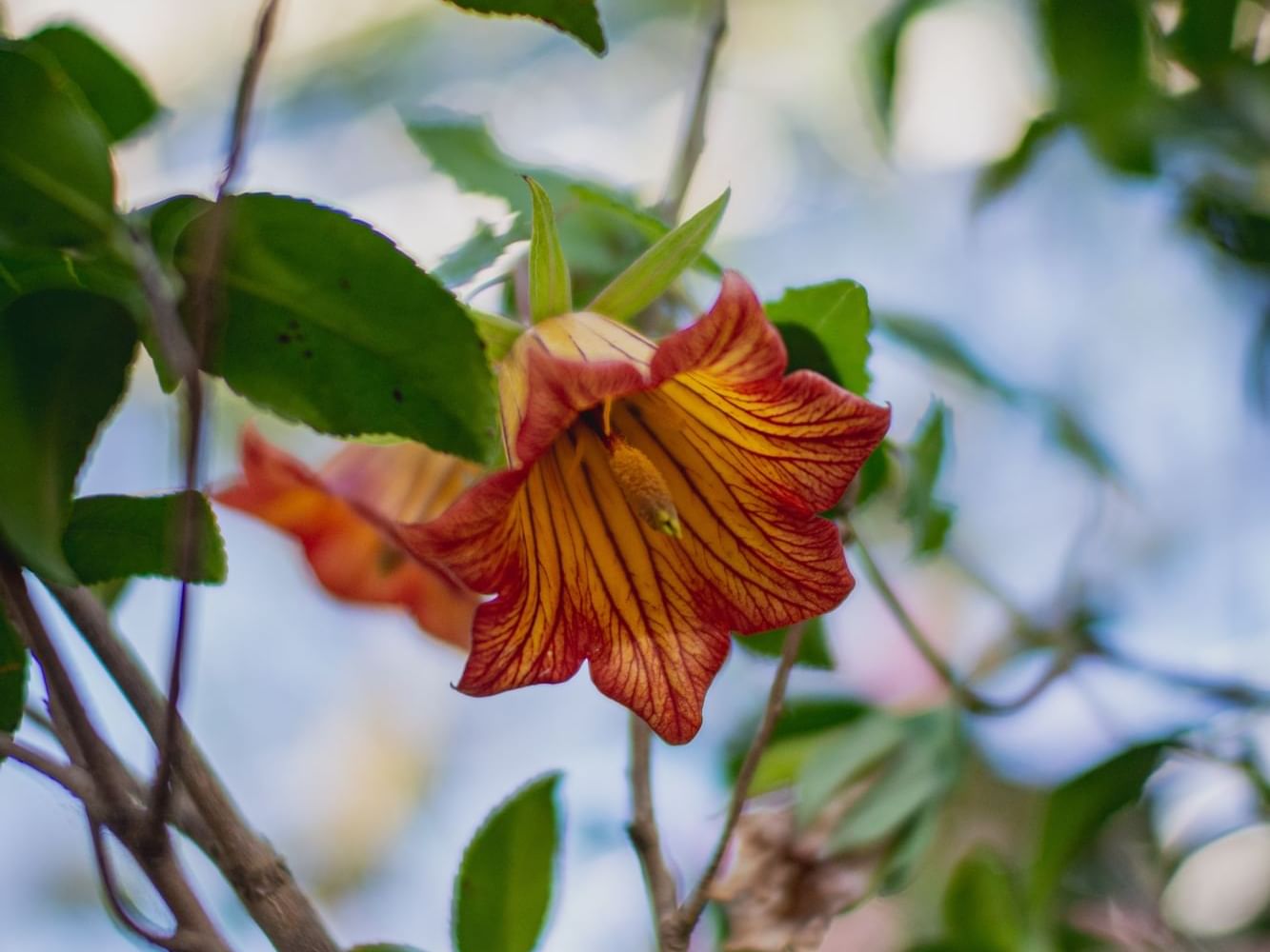 Canarina flower in Micas garten near Best Western Spirgarten​​