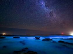 Bioluminescent Kayak Tour