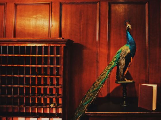 Close up of a peacock on a counter at Hotel Sorrento