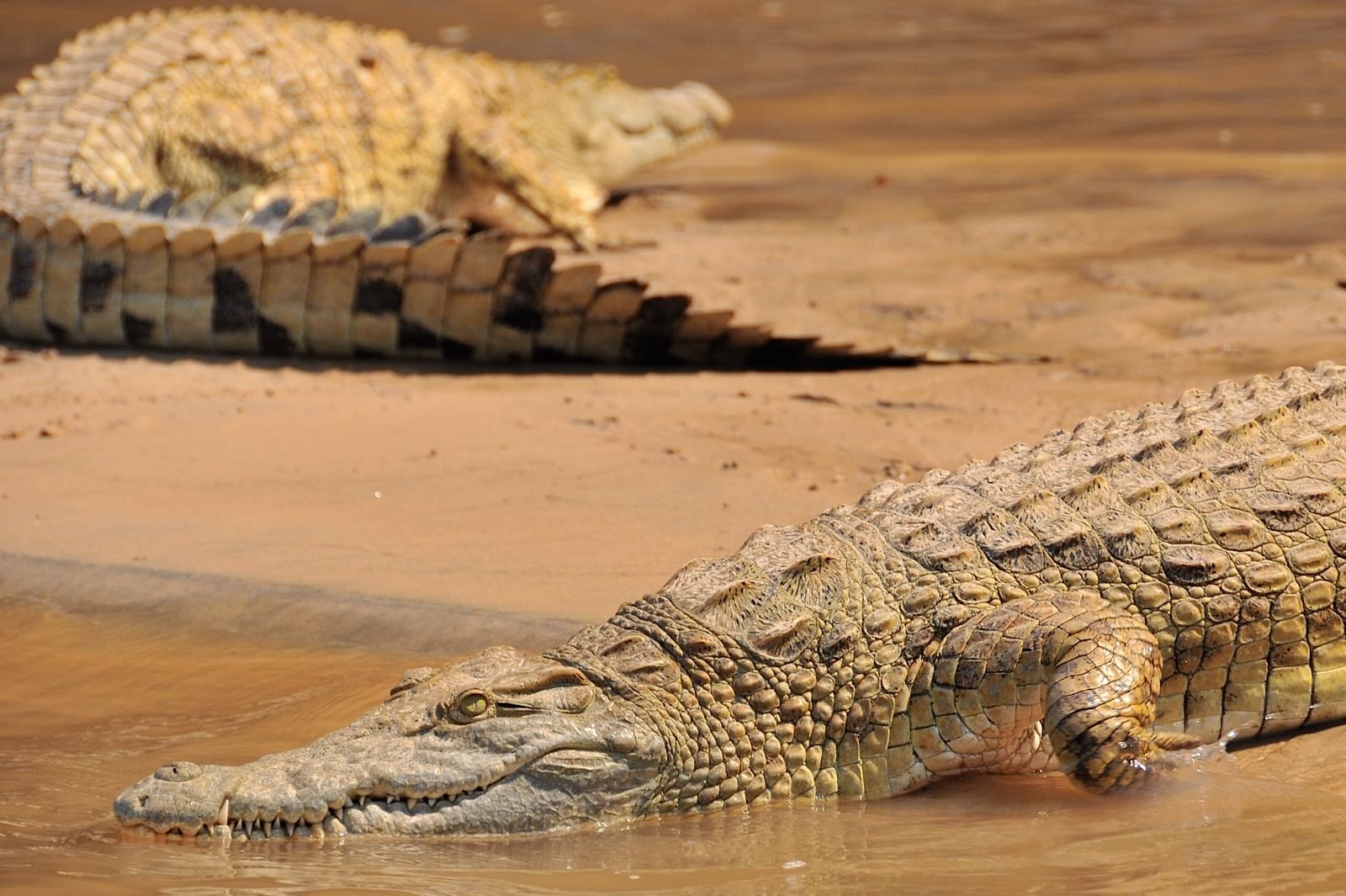 Crocodiles captured in the wild near Serena Mivumo River Lodge