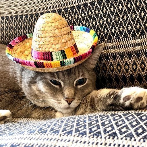 Cat wearing a hat at Alderbrook Resort & Spa