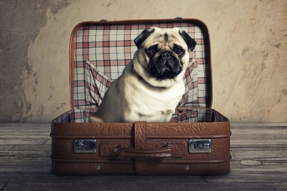 pug sitting in suitcase