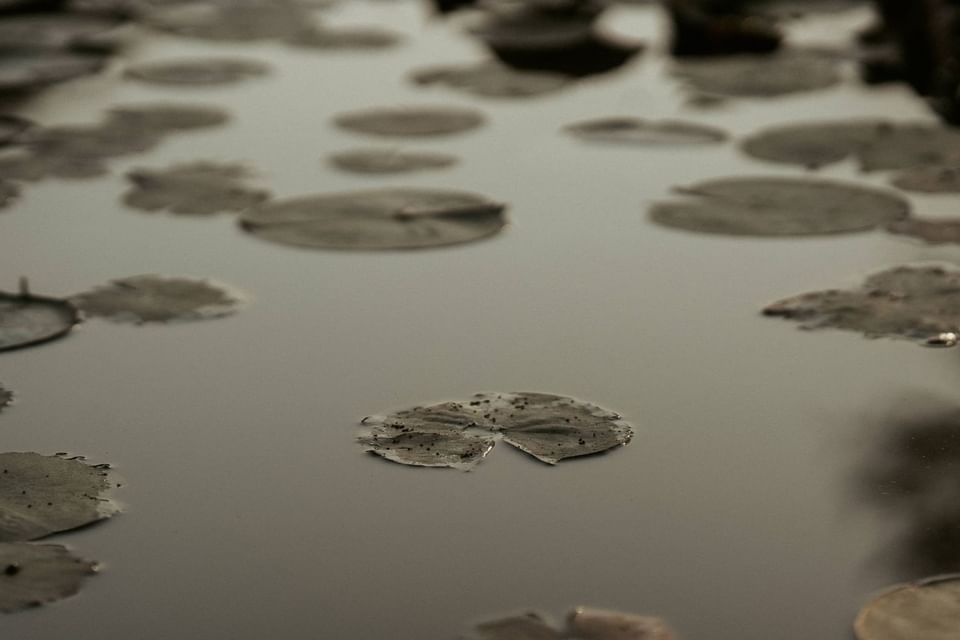 Calm water reflecting lily pads, with a muted, serene palette at The Dwarika’s Hotels and Resorts